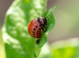 Colorado potato beetle in the garden