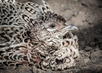 Portrait of a female pheasant.