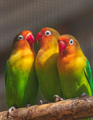 Obraz na płótnie Canvas Lovebirds parrots in the zoo