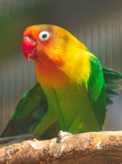 Portrait of a lovebird parrot in a cage