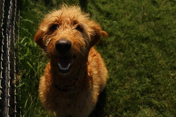 Obraz premium happy dog