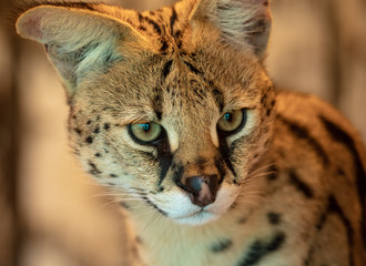 Portrait of an asian tabby in the park