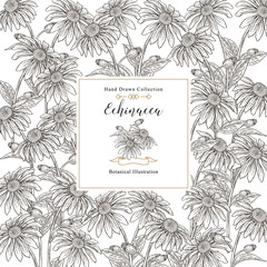 Echinacea purpurea flowers and leaves square background. Medical herbs. Vector illustration vintage.