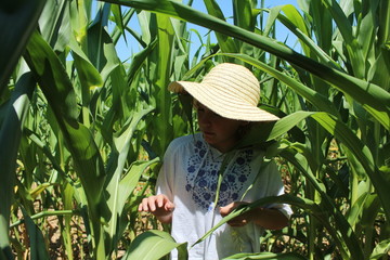 little girl in corn field