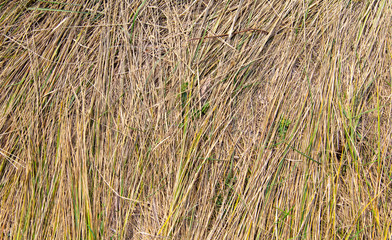 Autumn grass as abstract background