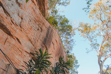 pine tree on background of blue sky