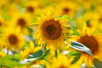 Sunflowers grow in the field