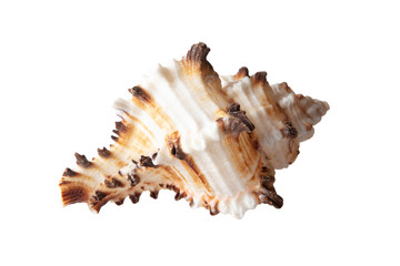 Obraz na płótnie Canvas Sea shell isolated on a white background