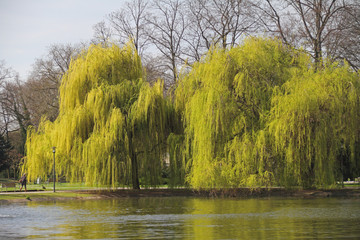Trauerweide