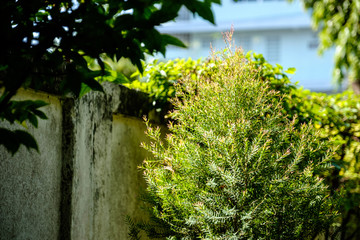 Green small leaves tree with stain wall