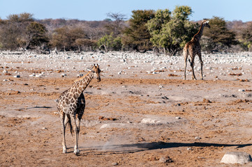 Fototapeta na wymiar Angolan Giraffes - Giraffa giraffa angolensis-walking through the bushed of Etosha National Park, Namibia