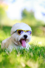 West Highland Terrier