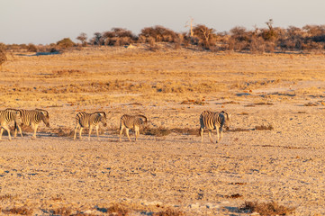 Fototapeta na wymiar A group of Burchell's Plains zebra -Equus quagga burchelli- grazing on the plains of Etosha National Park, Namibia, around sunset.