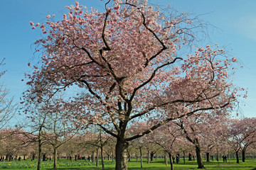 Fototapeta premium Kirschblüte