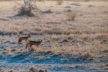 Two side-striped Jackal -Canis Adustus- hunting for prey in Etosha National Park, Namibia.