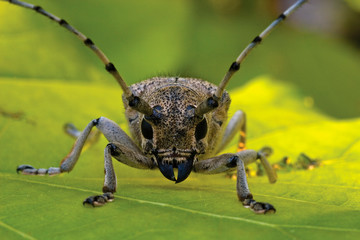 Portrait of the longhorn beetle