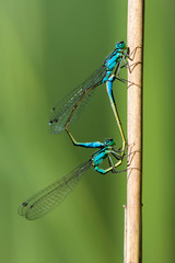 Mating of the damselflies on the reed stalk