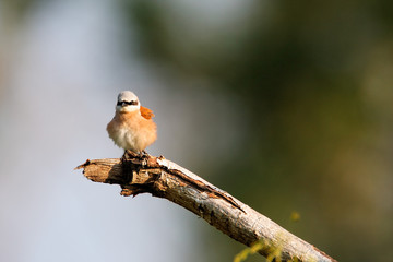 The red-backed shrike (Lanius collurio) perched on the branch