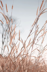 Wilted grass in early autumn