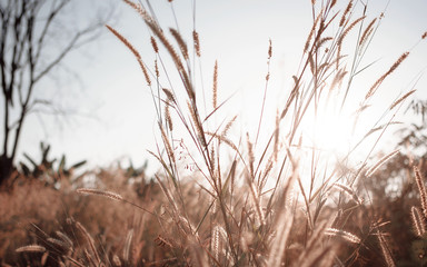 Fototapeta premium Wilted grass in early autumn