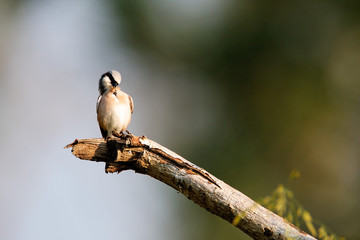 The red-backed shrike (Lanius collurio) perched on the branch