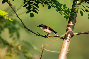 The red-backed shrike (Lanius collurio) perched on the branch