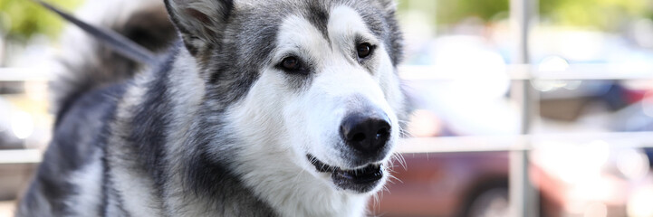 Portrait of cute doggy with black grey white wool walking outdoor. Home pet sitting on leash near shop railing. Animal lovers concept. Blurred background