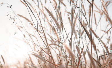 Wilted grass in early autumn