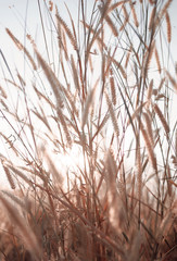 Fototapeta premium Wilted grass in early autumn