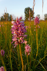 Orchids on the meadow