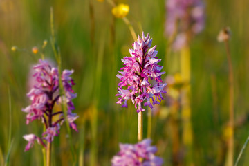 Orchids on the meadow
