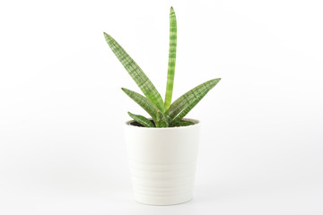 Green small potted plant isolated in white background