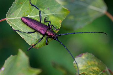 Portrait of the longhorn beetle