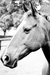 Black & white horse face