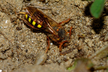 Flowers of the Prunus spinosa, called blackthorn or sloe