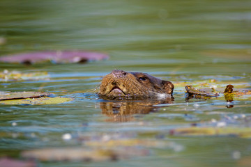 The otter on the Drava River
