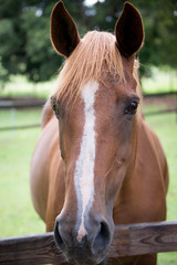 brown horse front face
