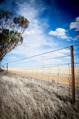 sunny South Australian barb wire fence in front of wheat field