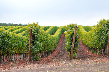 Obraz premium Vineyard