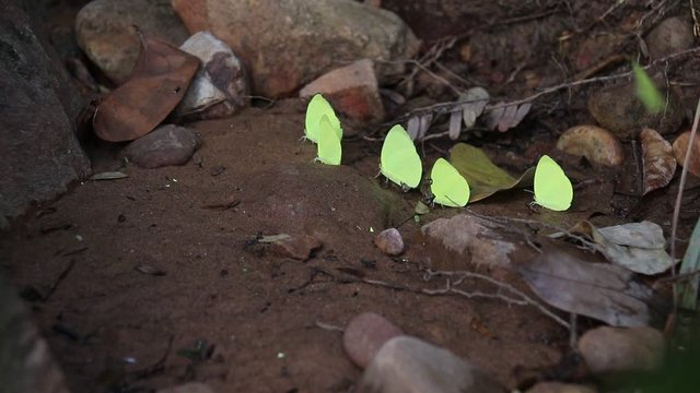 Little yellow butterflies (Eurema hecabe) during breeding season spotted near Veal Pouch Waterfall in Kompong Trach Mountain  Kampot, Cambodia