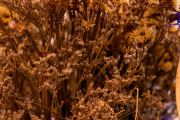 close up dry little yellow flower