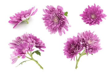 Set of blooming purple chrysanthemums closeup isolated on white background