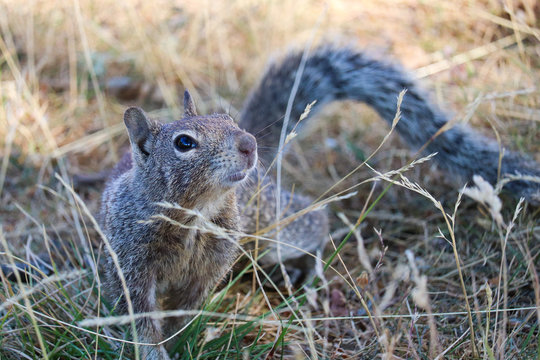 squirrel