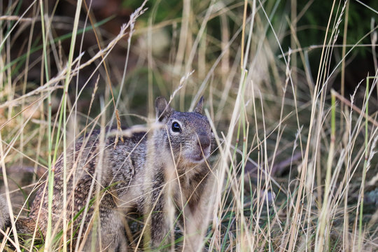 squirrel through the grass 