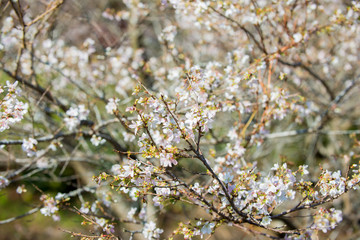 white flowers of cherry tree