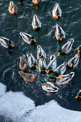 ducks fight for bread on a frozen pond