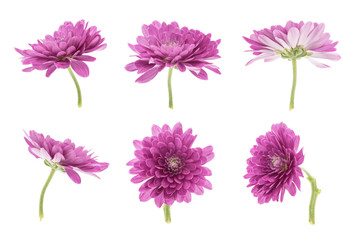 Set of blooming purple chrysanthemums closeup isolated on white background © bqmeng