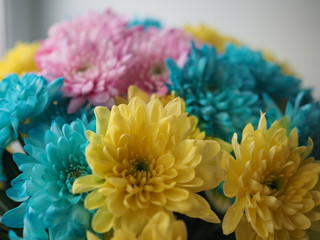 Multi-colored chrysanthemums. Motley rainbow bouquet. Blue, yellow, white, pink flowers. Flower background