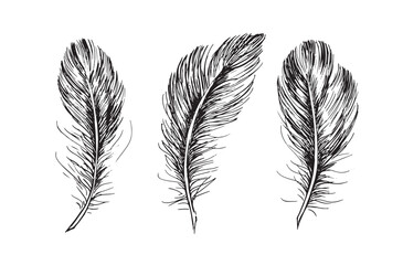 Feather set on white background