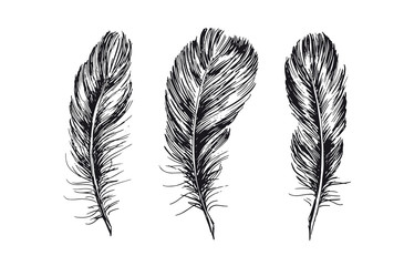Feather on white background. Hand drawn illustration.